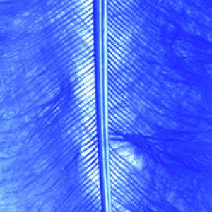 Marabufeder blau
