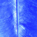 Marabufeder blau